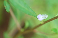 Impatiens mysorensis